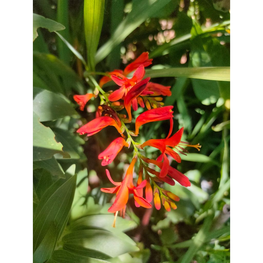 Crocosmia crocosmiiflora Mistral - Montbretia