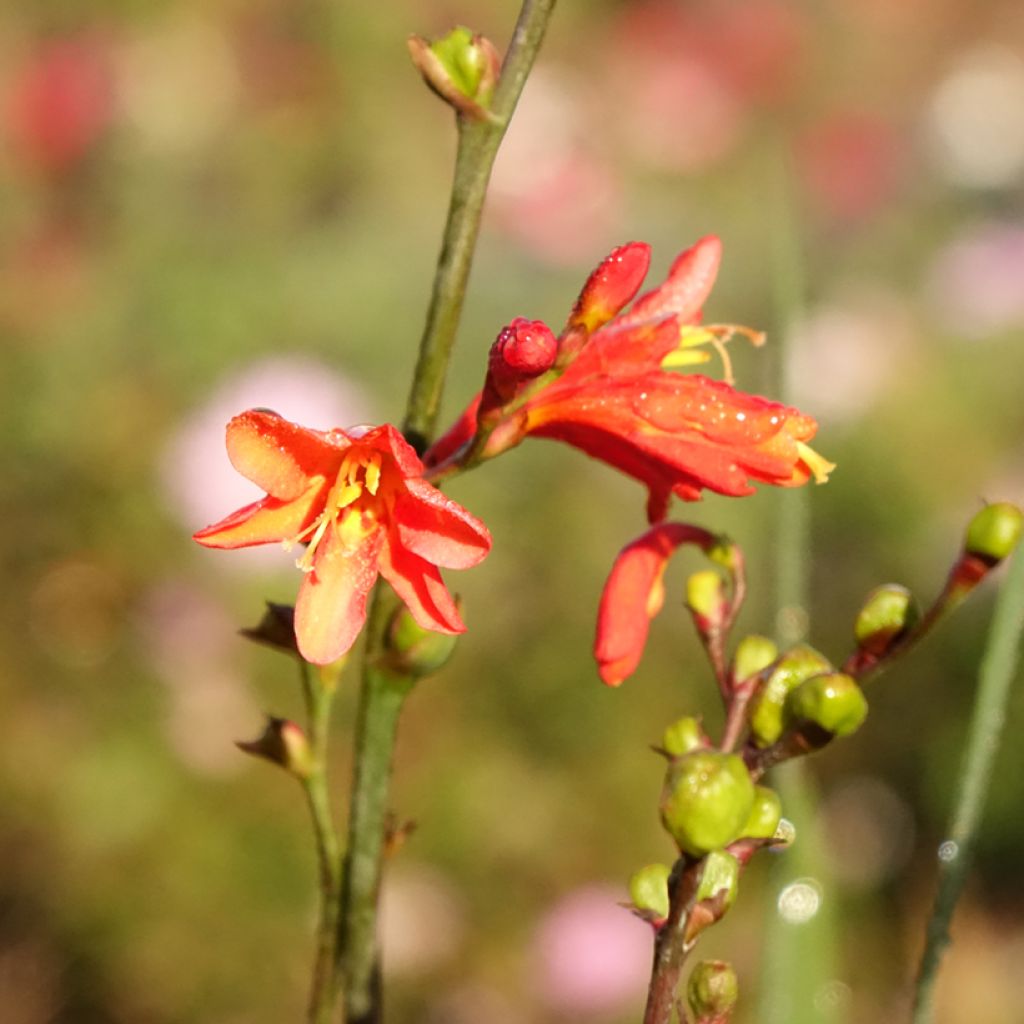 Montbretia Fire King - Crocosmia