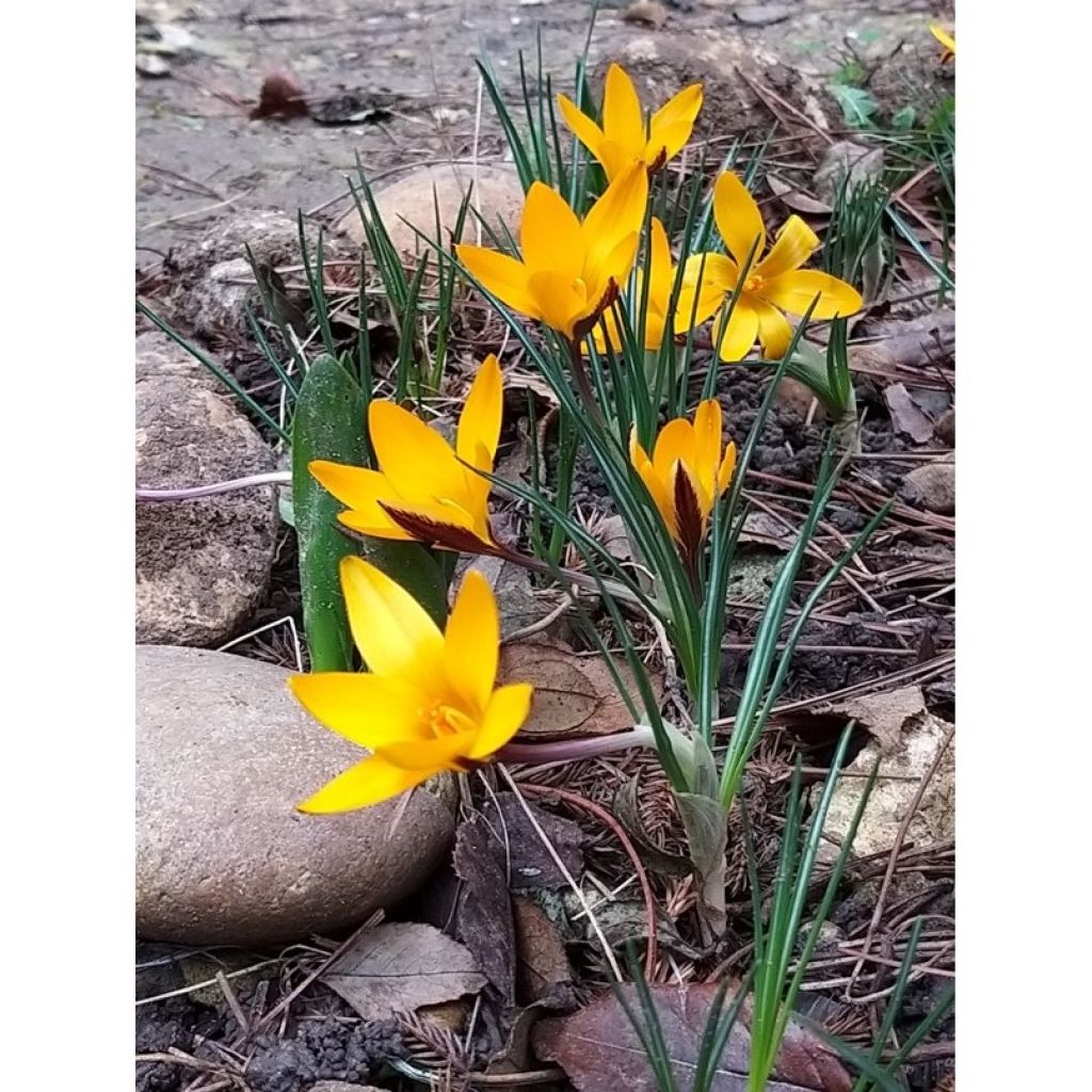 Crocus angustifolius - Goudlakense krokus