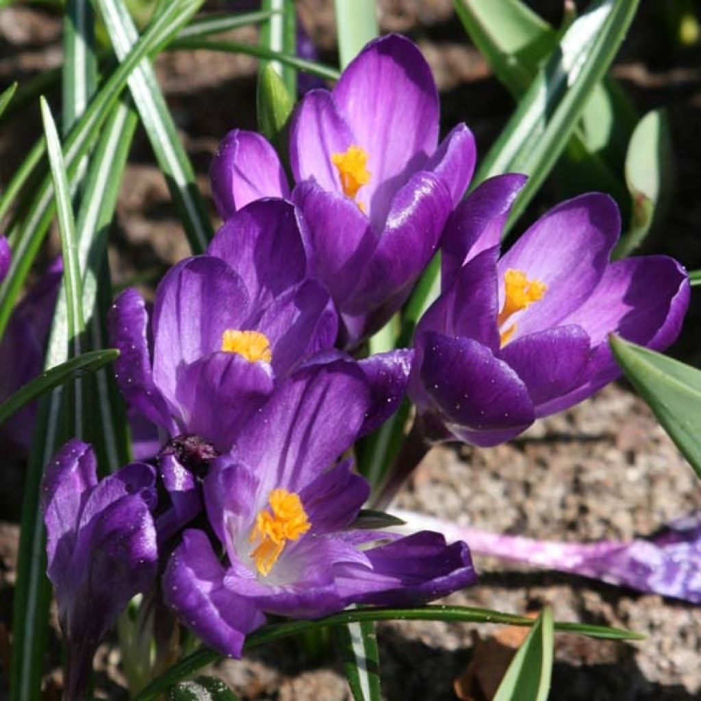 Crocus vernus Flower Record - Hollandse krokus