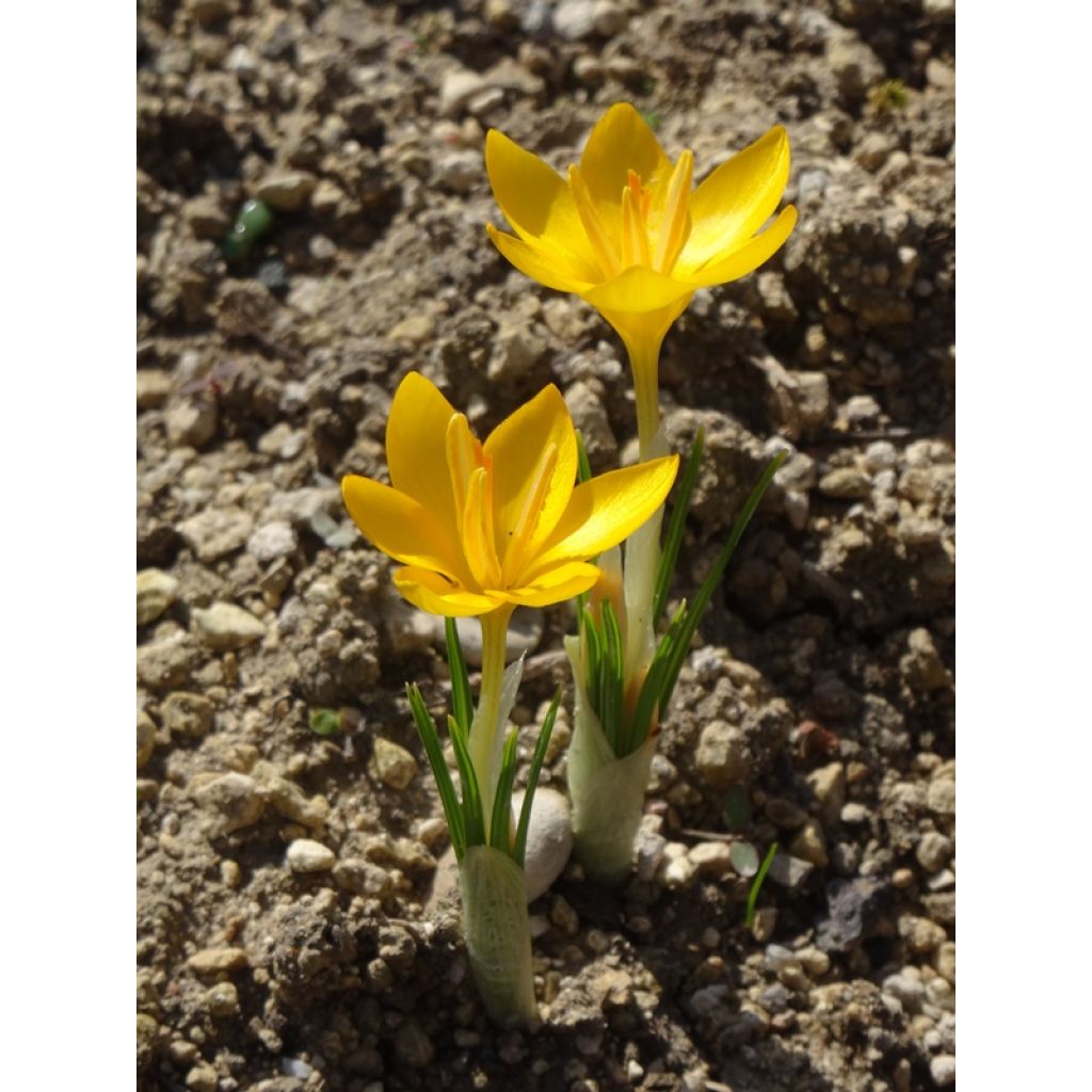 Des petits crocus qui en veulent !