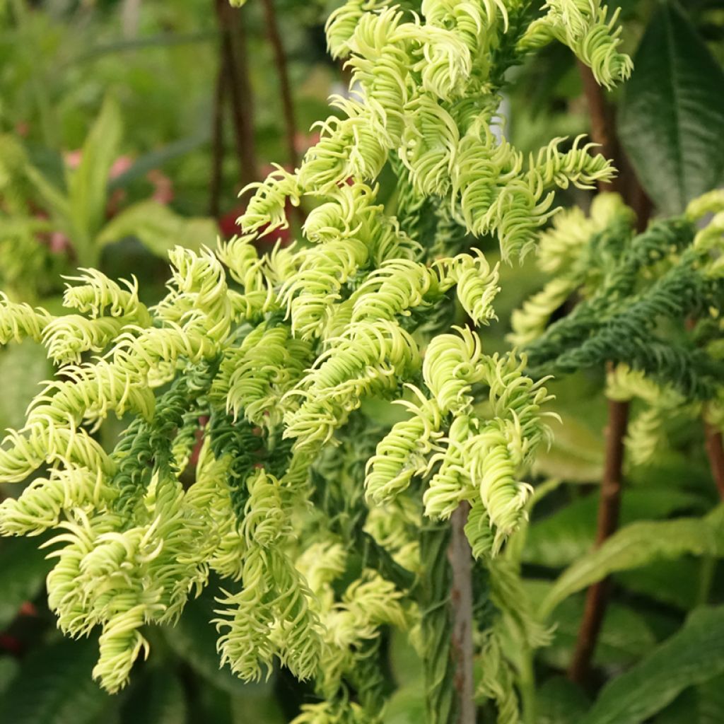 Cryptomeria japonica Kyara Gold - Japanse cipres