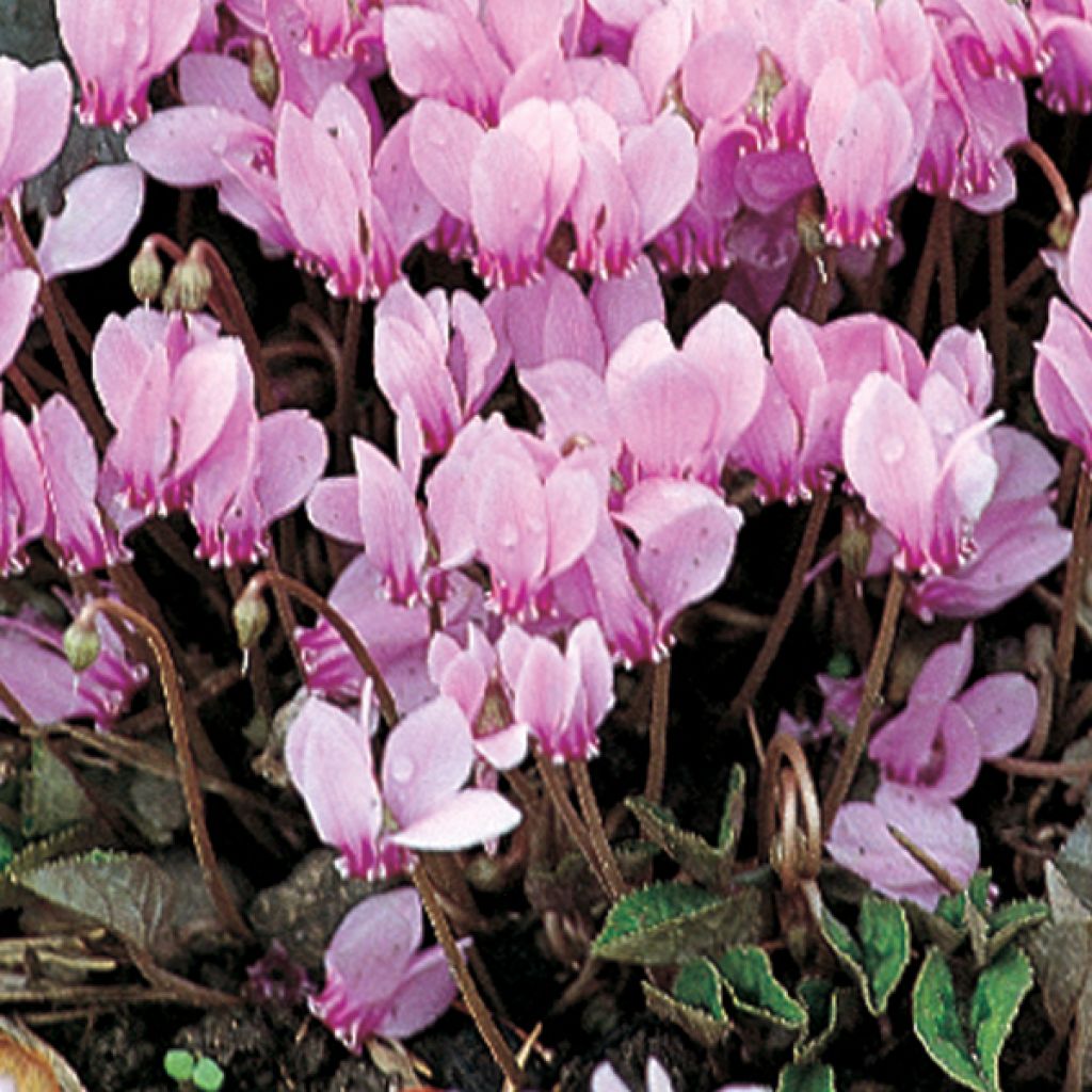 Cyclamen hederifolium Roze - Naaldcyclaam