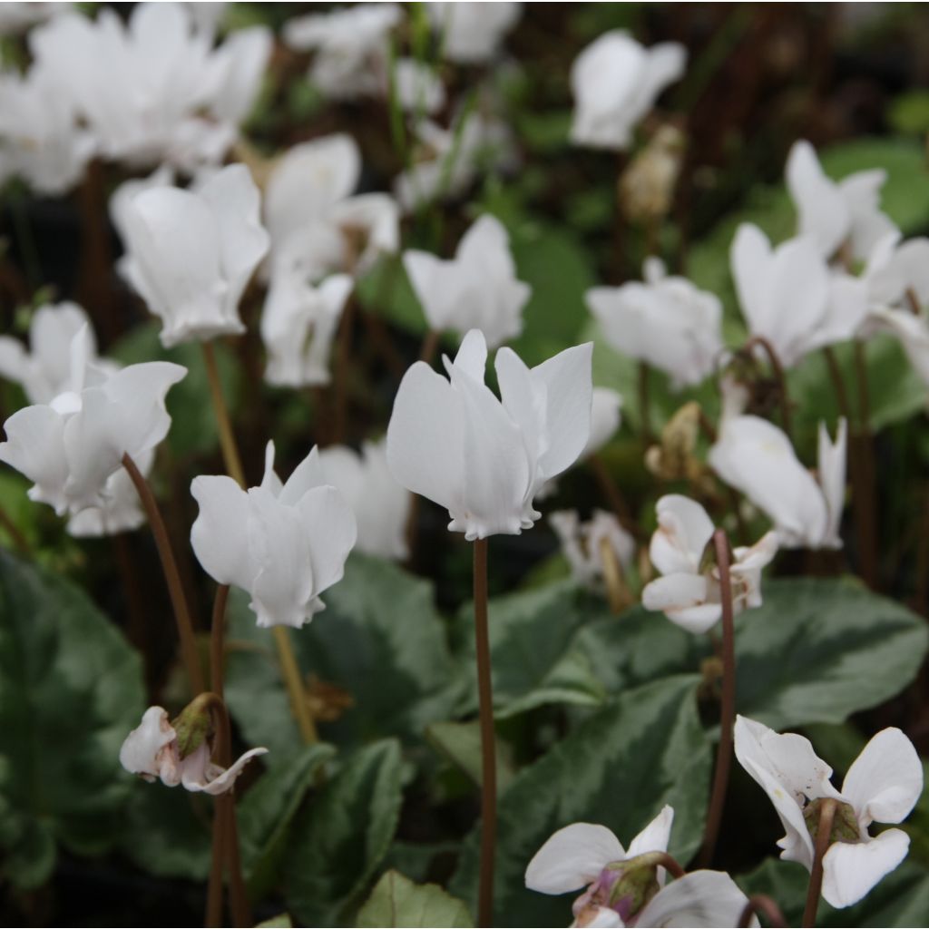 Cyclamen hederifolium Wit - Naaldcyclaam