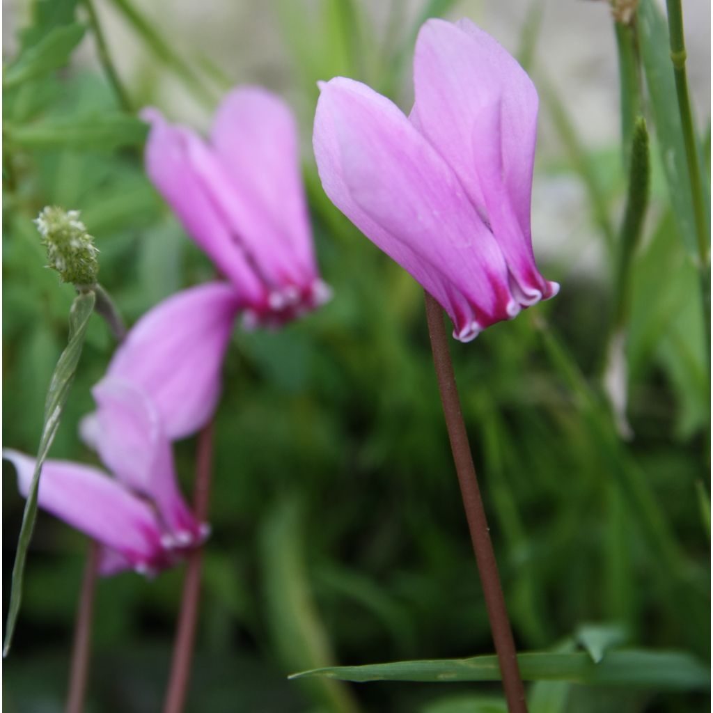 Cyclamen hederifolium Roze - Naaldcyclaam