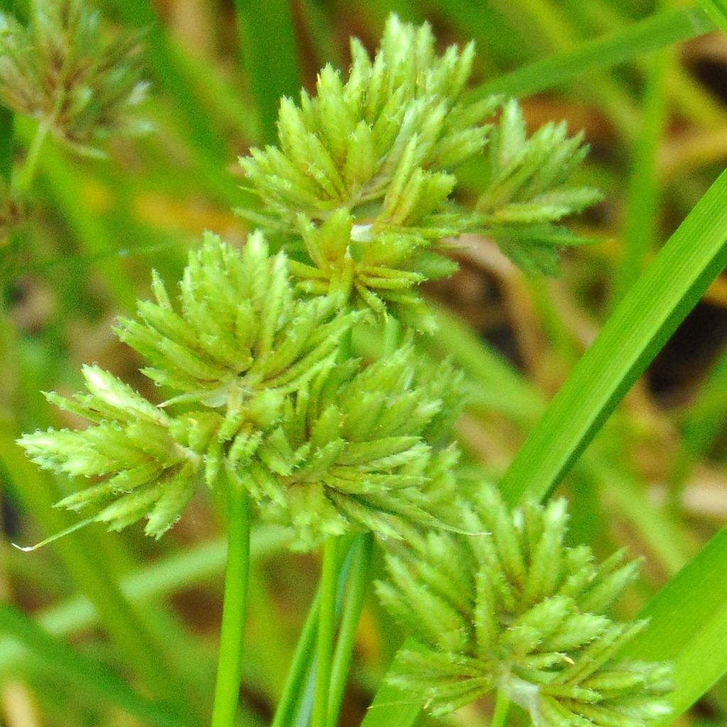 Cyperus glaber - Parapluplant
