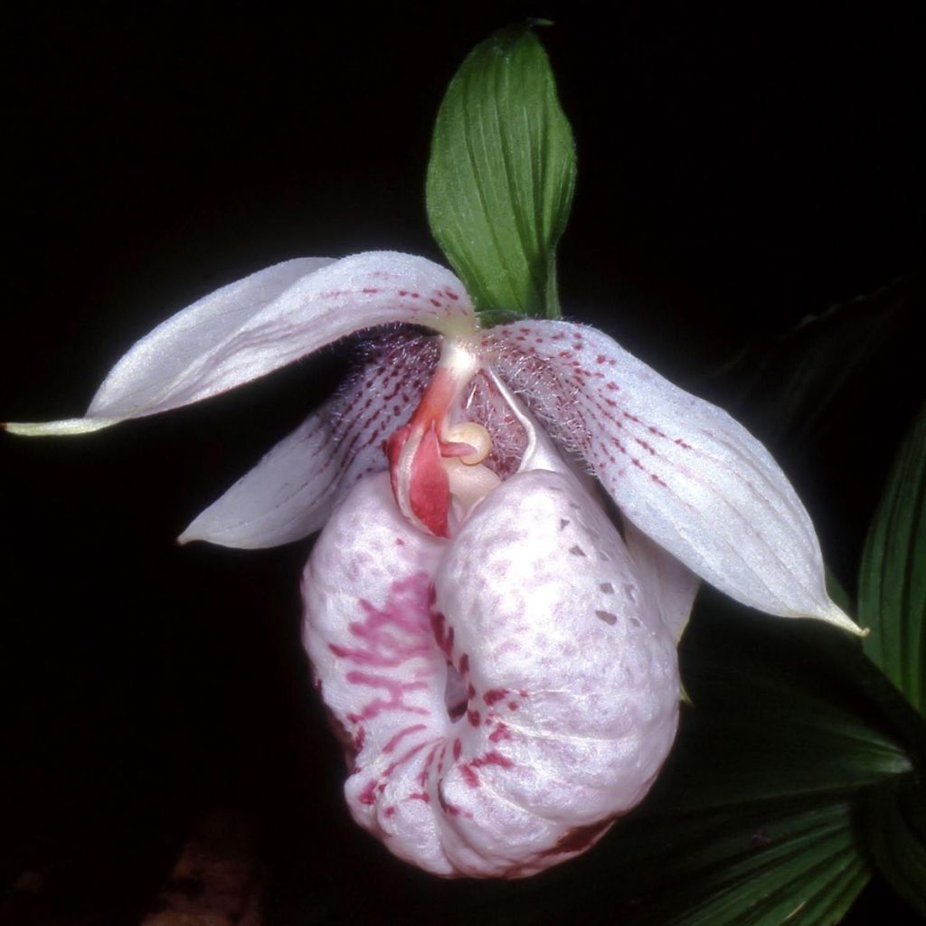 Cypripedium formosanum - Vrouwenschoentje