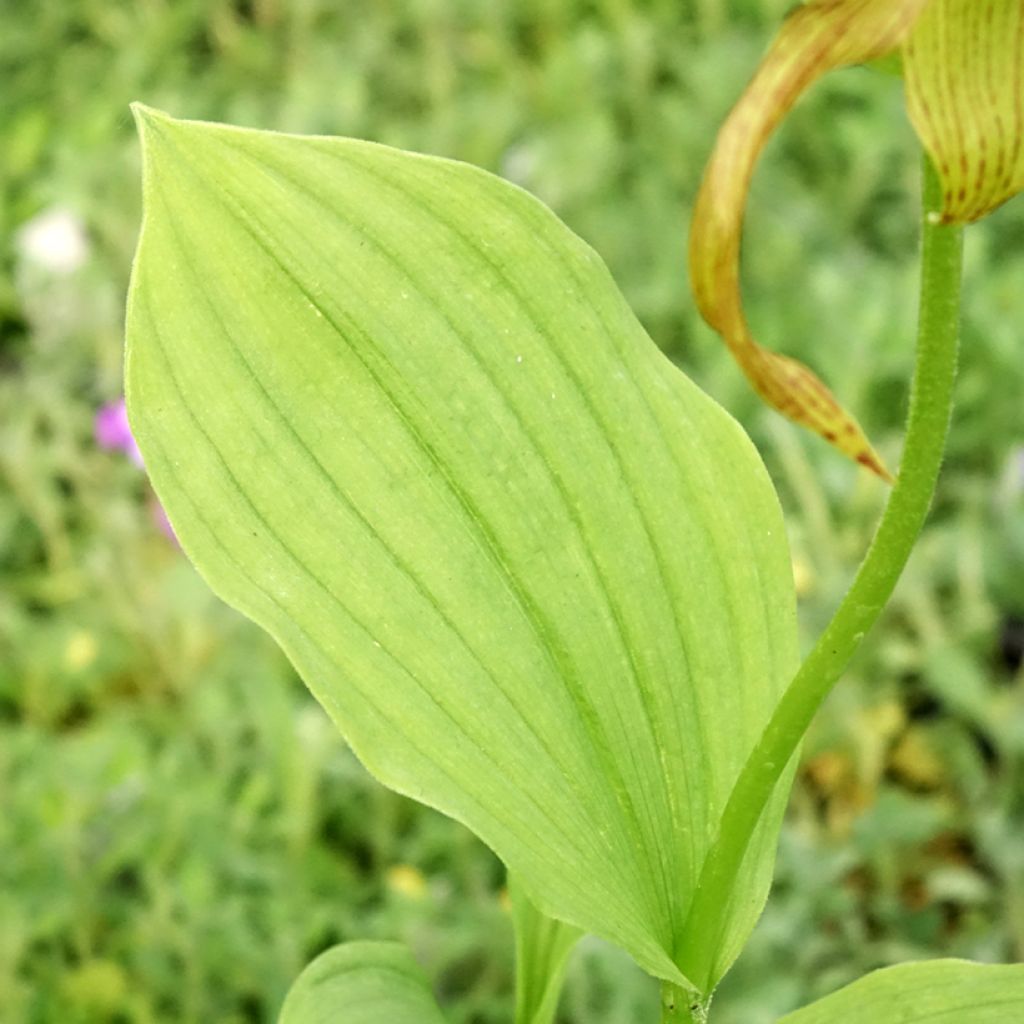 Cypripedium Inge - Vrouwenschoentje