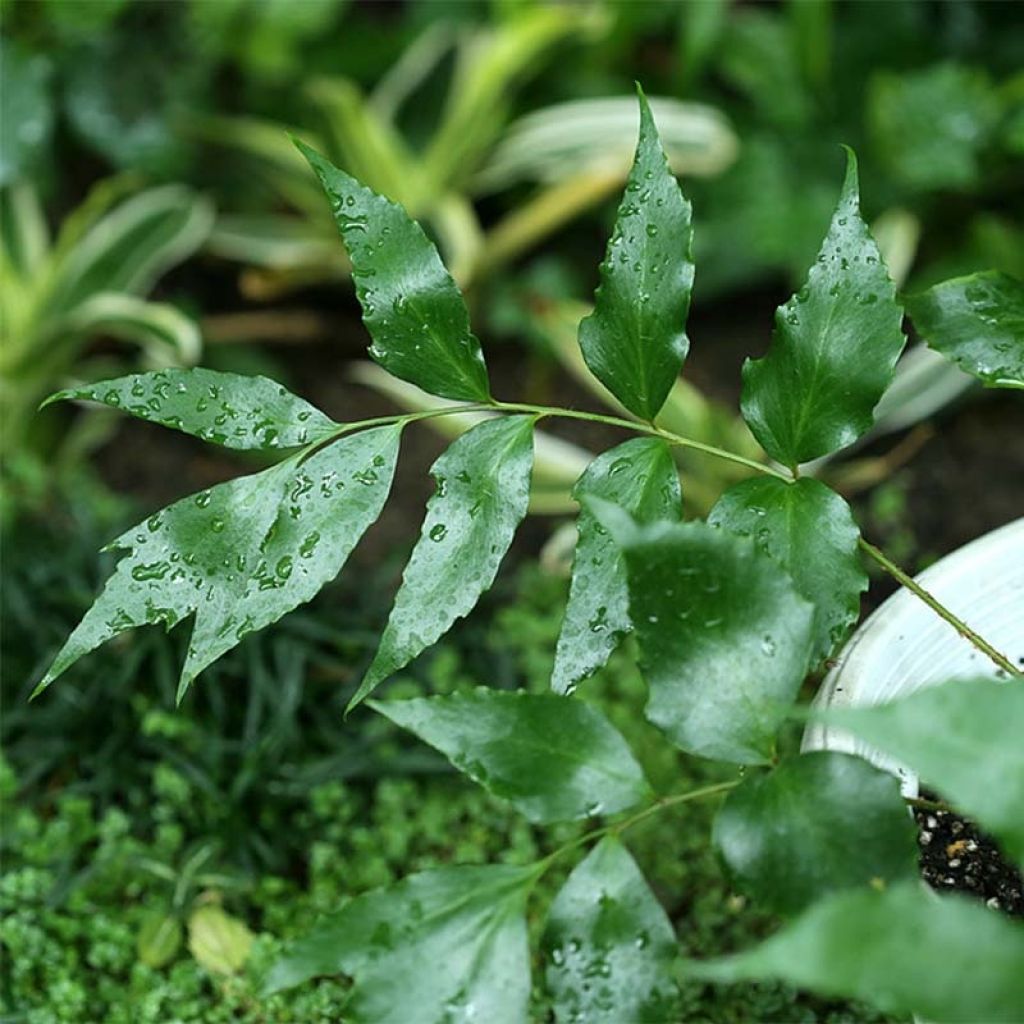 Cyrtomium devexiscapulae - Ijzervaren