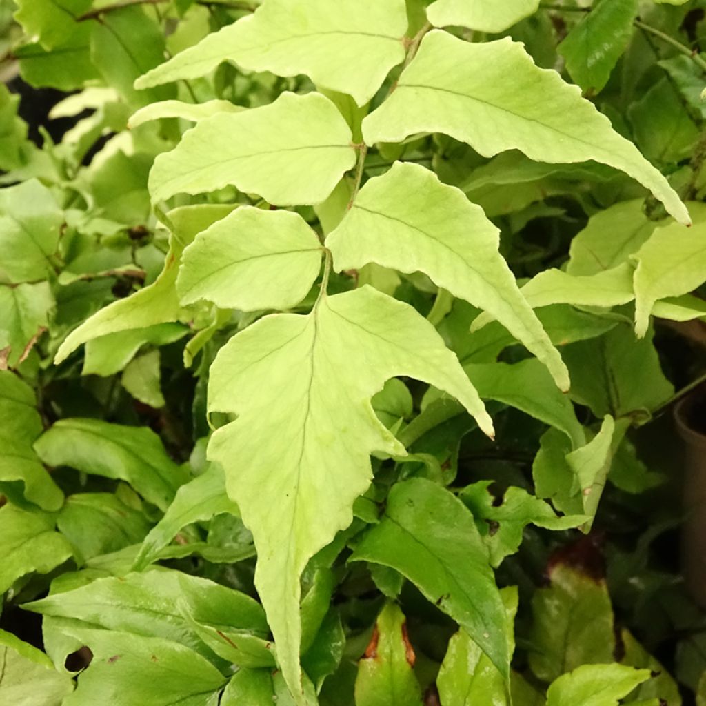 Cyrtomium fortunei clivicola - IJzervaren