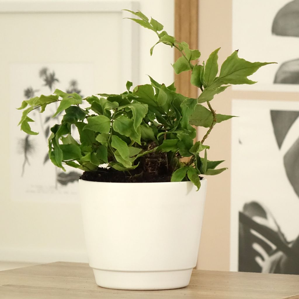 Cyrtomium fortunei clivicola - IJzervaren