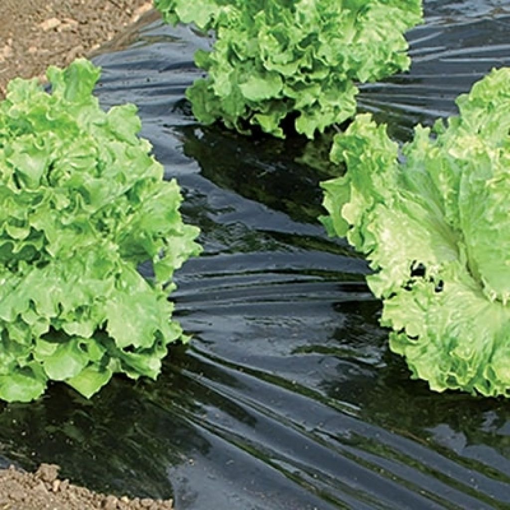 Zwart-zilver mulchfolie vooraf gesneden 30 micron 1,40 x 10 m