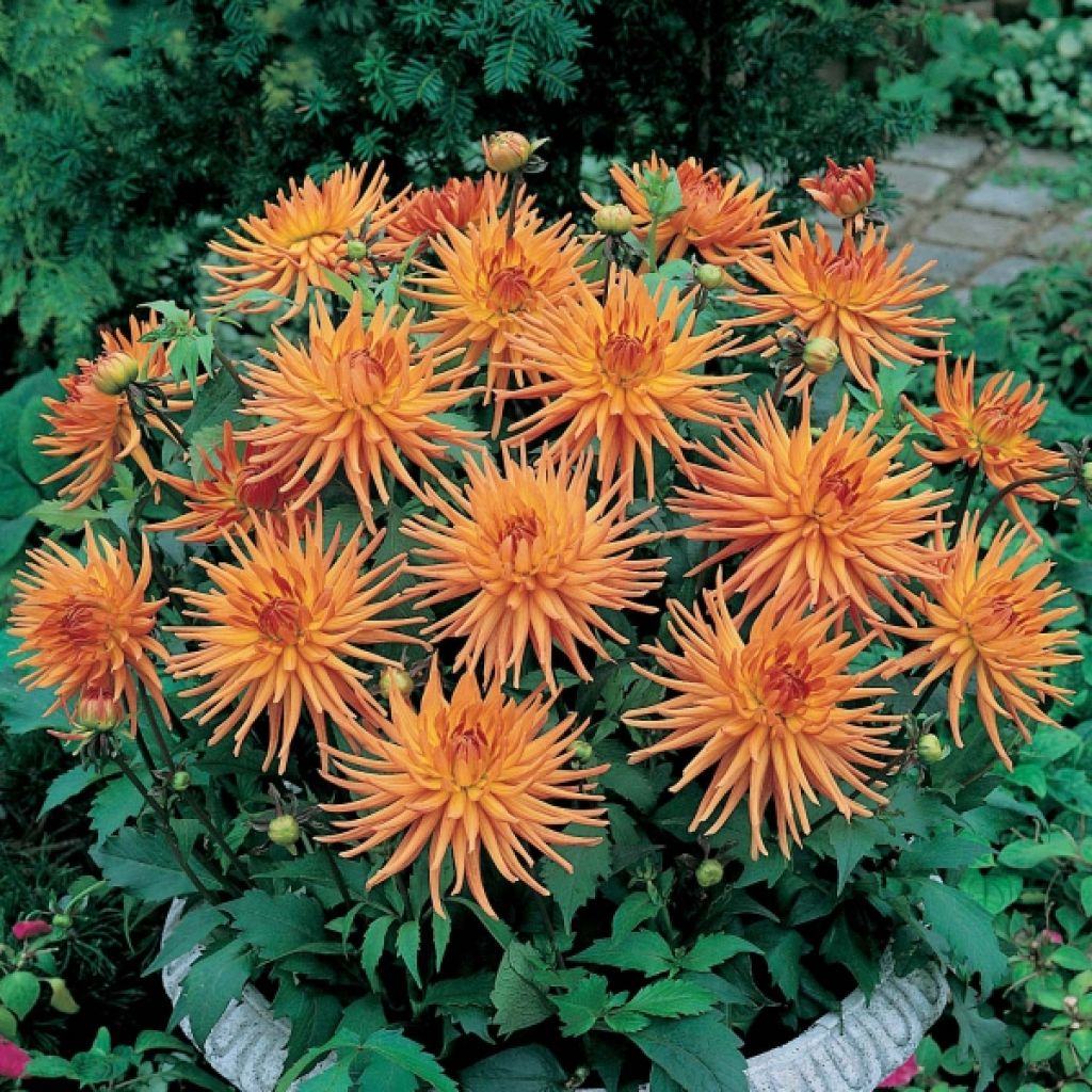 Dahlia Cactus Park Record