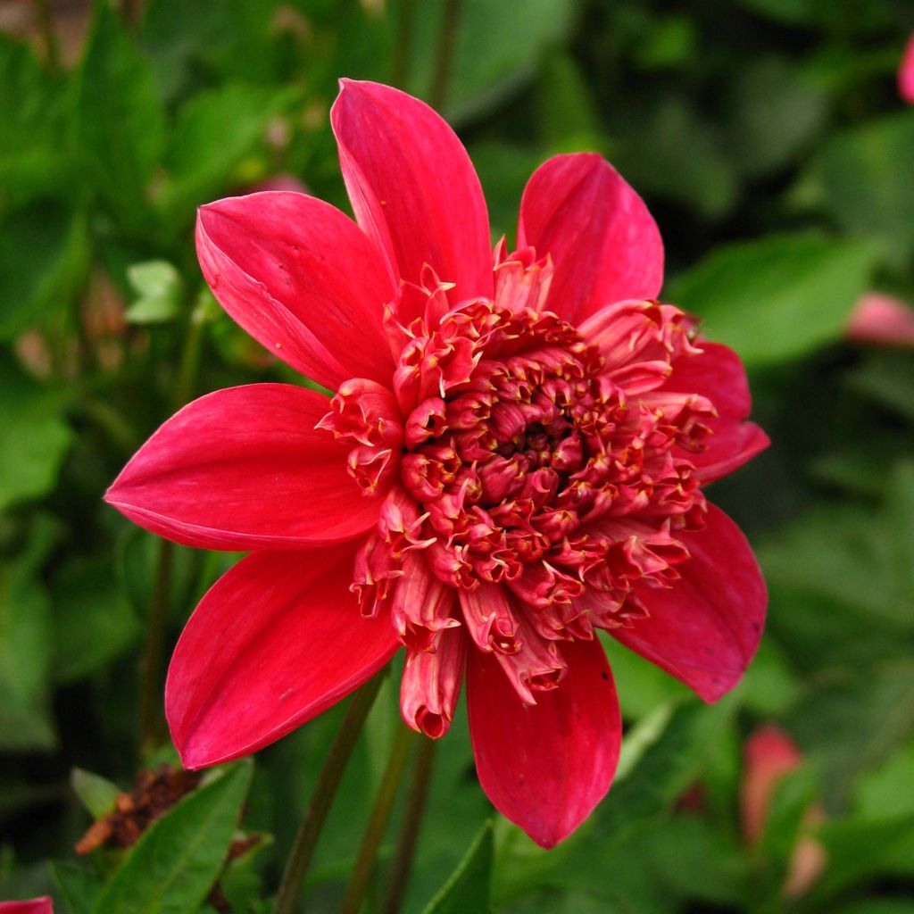 Dahlia Inca - Anemoondahlia