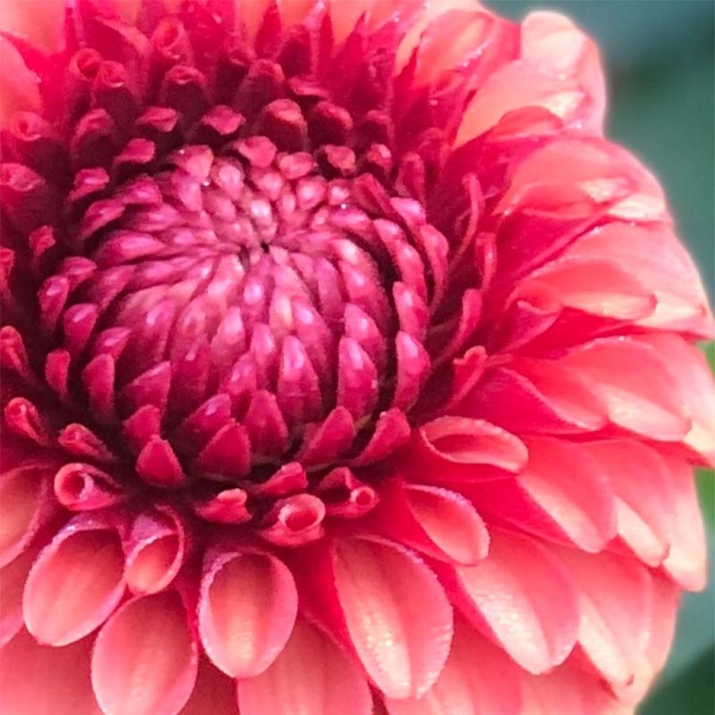 Dahlia Brown Sugar - baldahlia