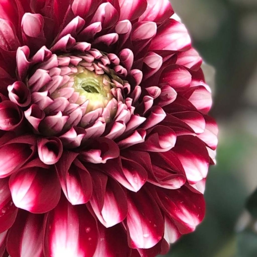 Dahlia Cum Laude - baldahlia