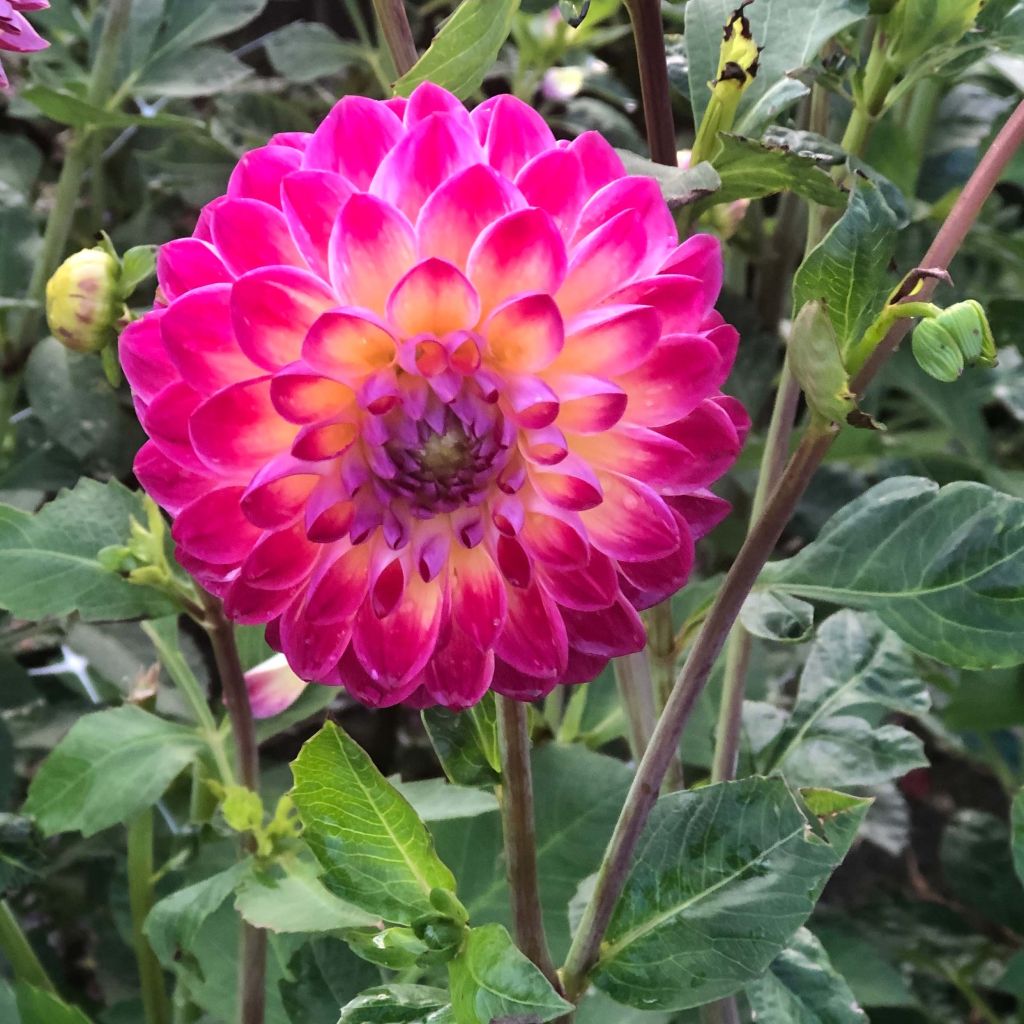Dahlia Hapet Daydream - baldahlia