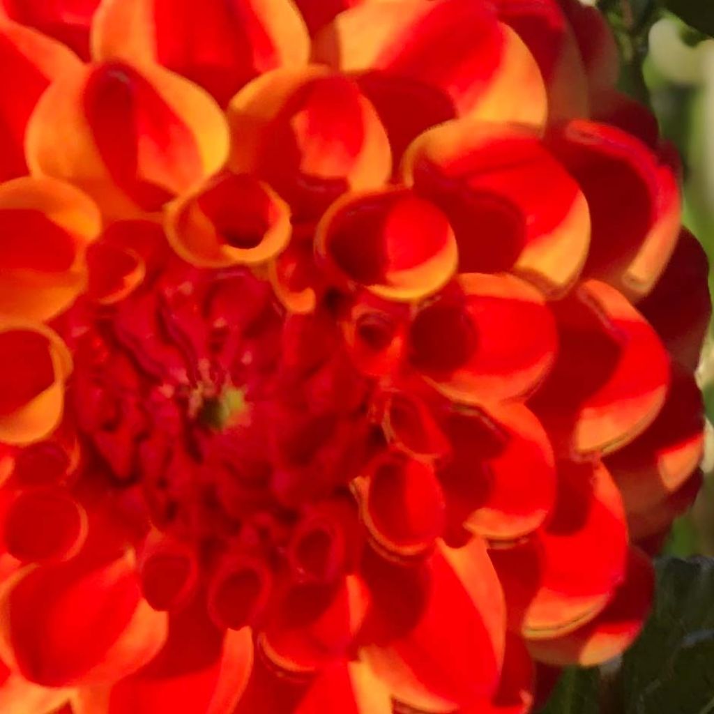 Dahlia Jescot Lingold - baldahlia