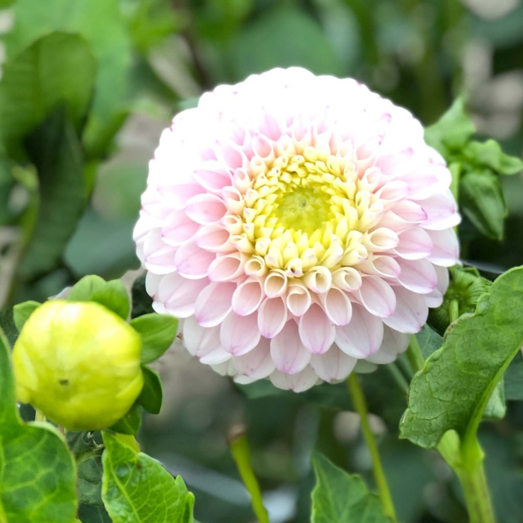 Dahlia Pink Pearl - baldahlia