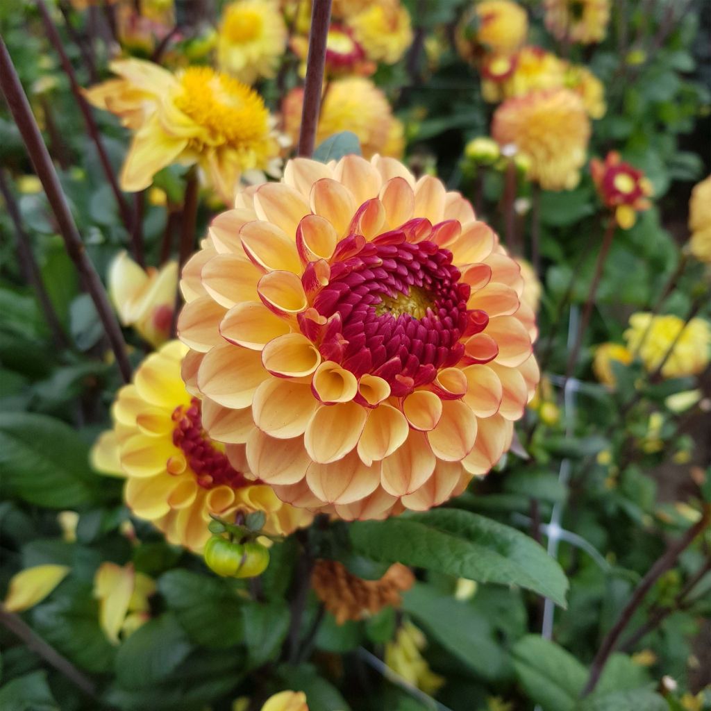 Dahlia Summer Haze - baldahlia