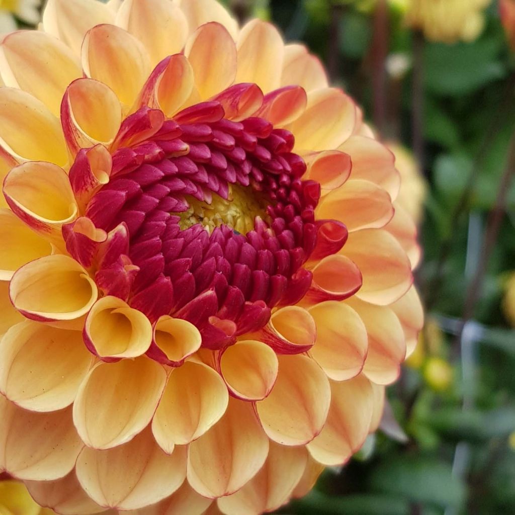 Dahlia Summer Haze - baldahlia