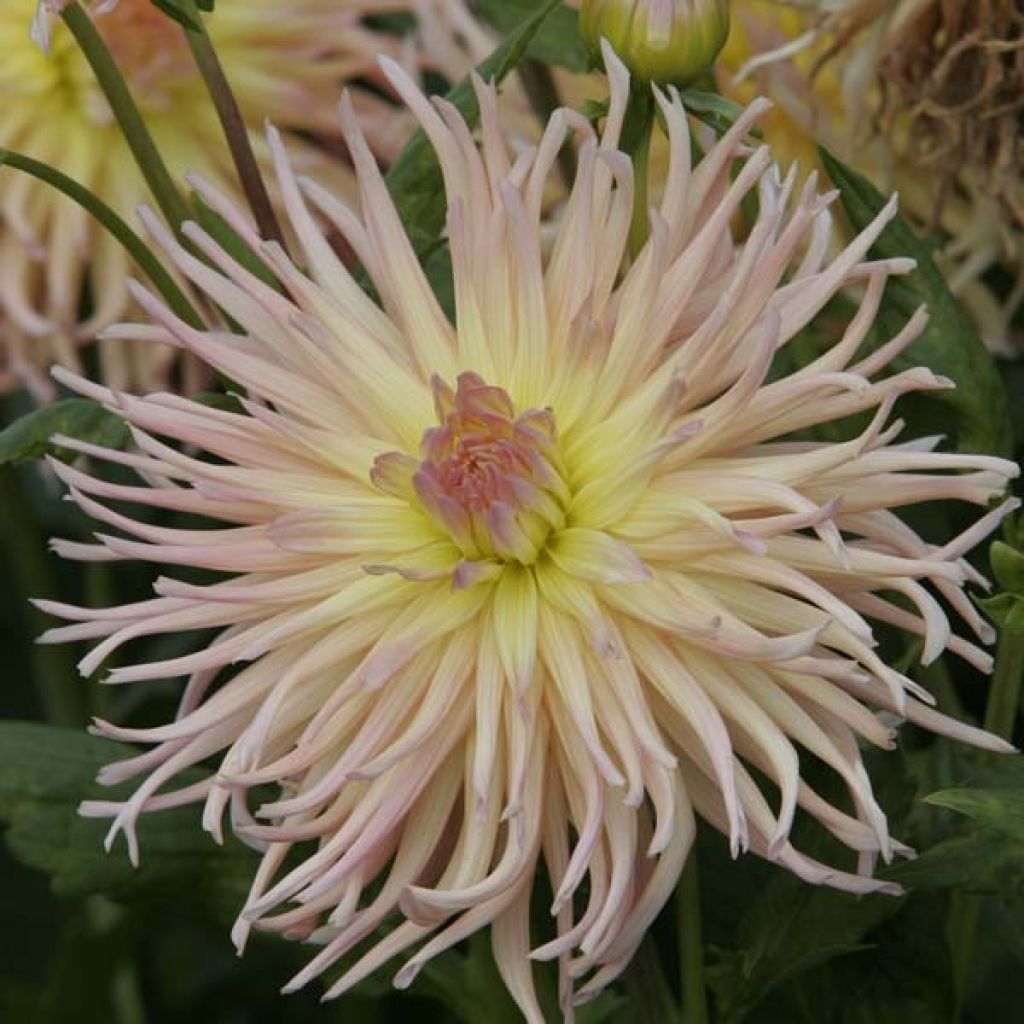 Dahlia cactus Apricot Star