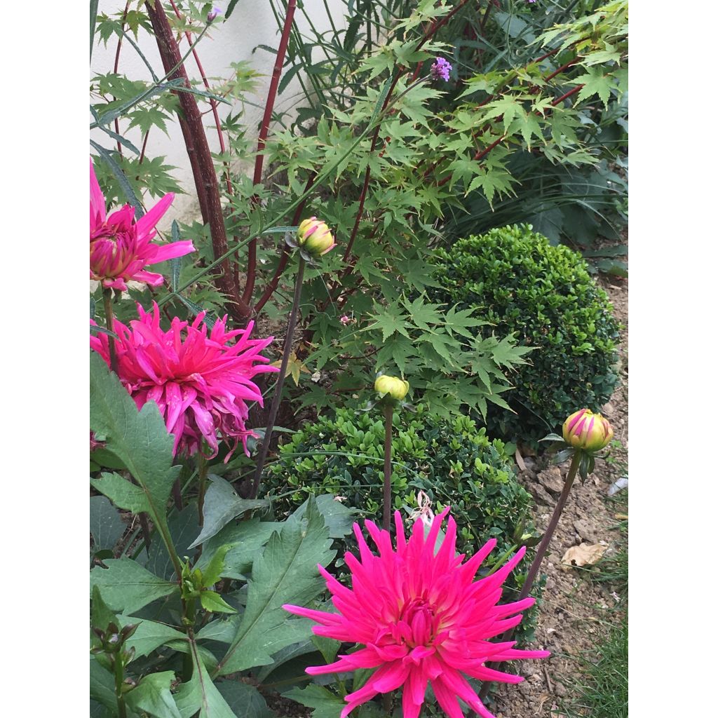 Dahlia Blue Record - dwergcactusdahlia