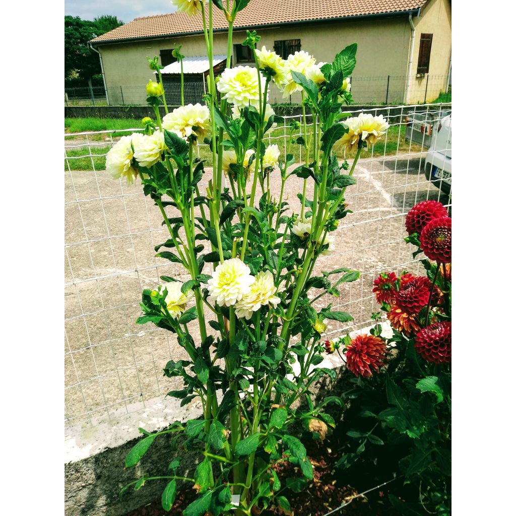 Dahlia Vanilla - Waterleliedahlia