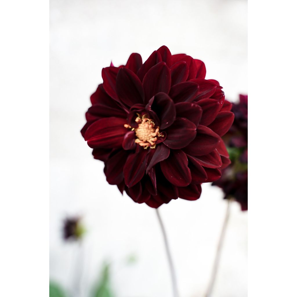 Dahlia Arabian Night - decoratieve dahlia
