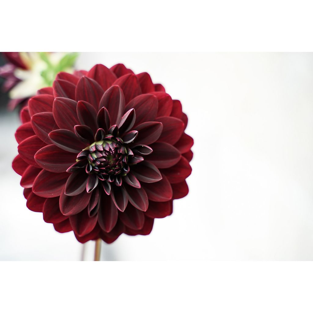 Dahlia Arabian Night - decoratieve dahlia