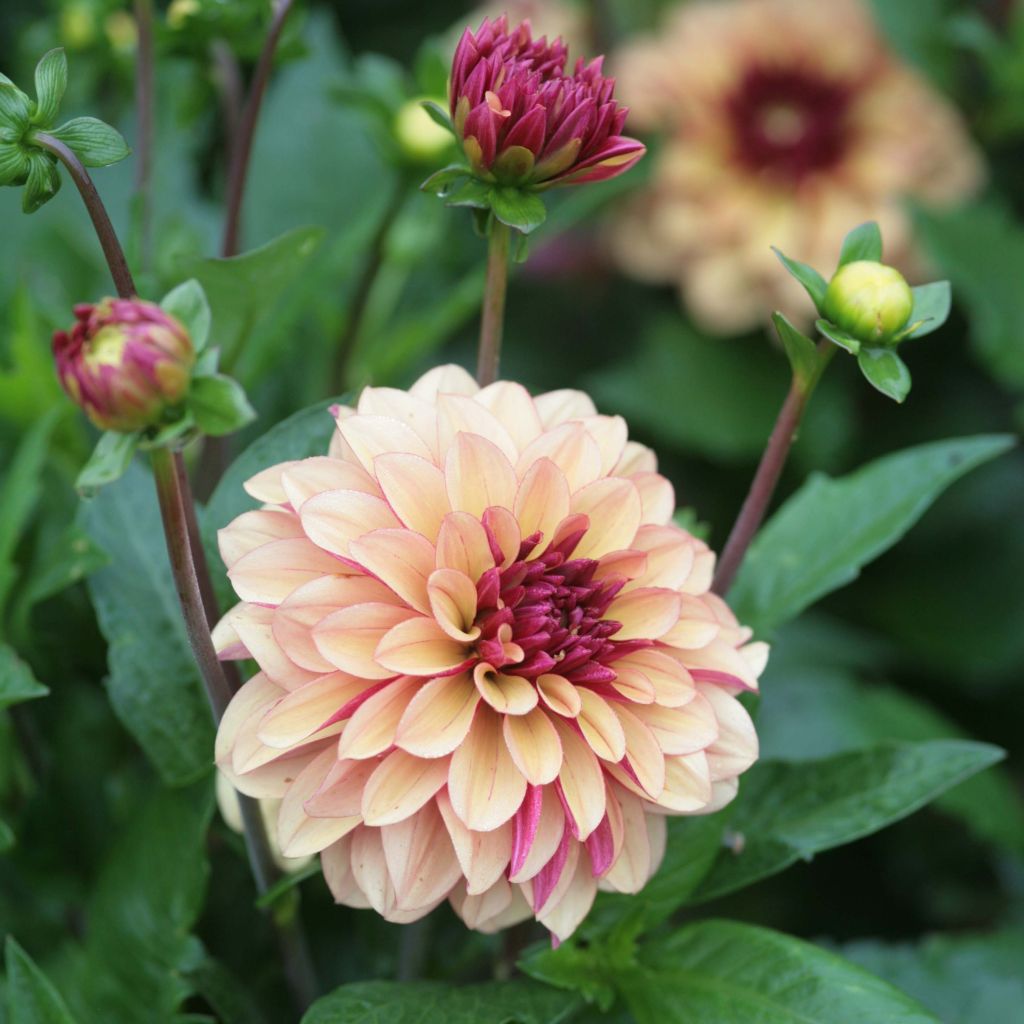 Dahlia Crème de Cognac - decoratieve dahlia