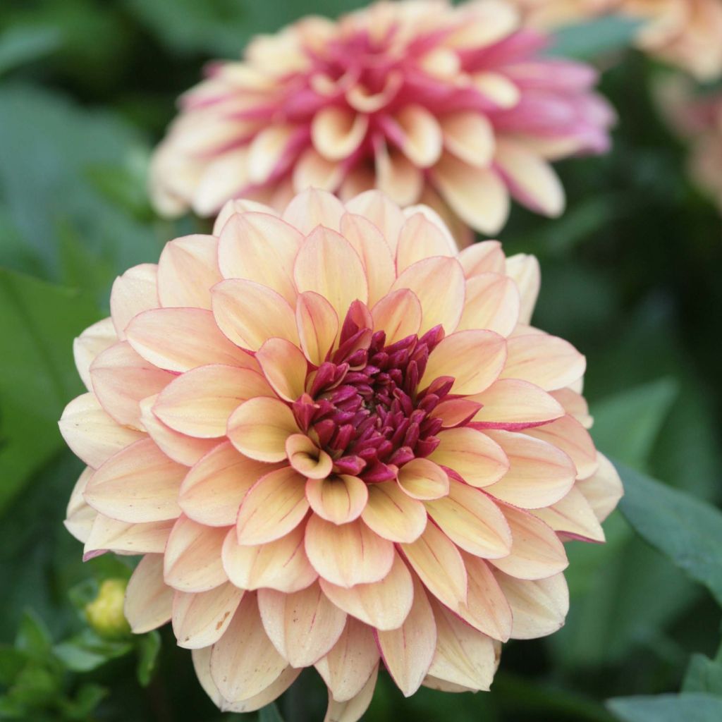 Dahlia Crème de Cognac - decoratieve dahlia