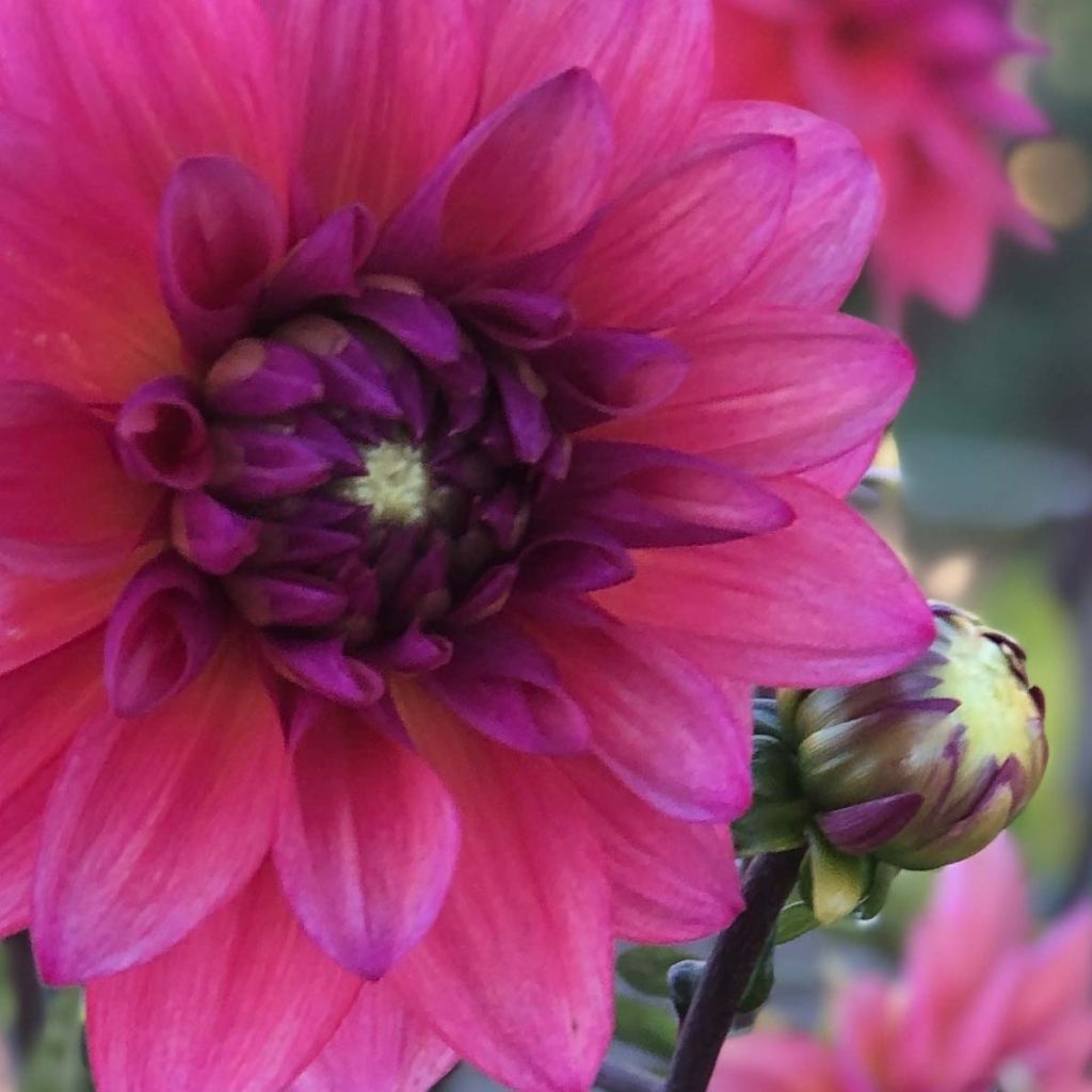 Dahlia Féline Yvonne - decoratieve dahlia