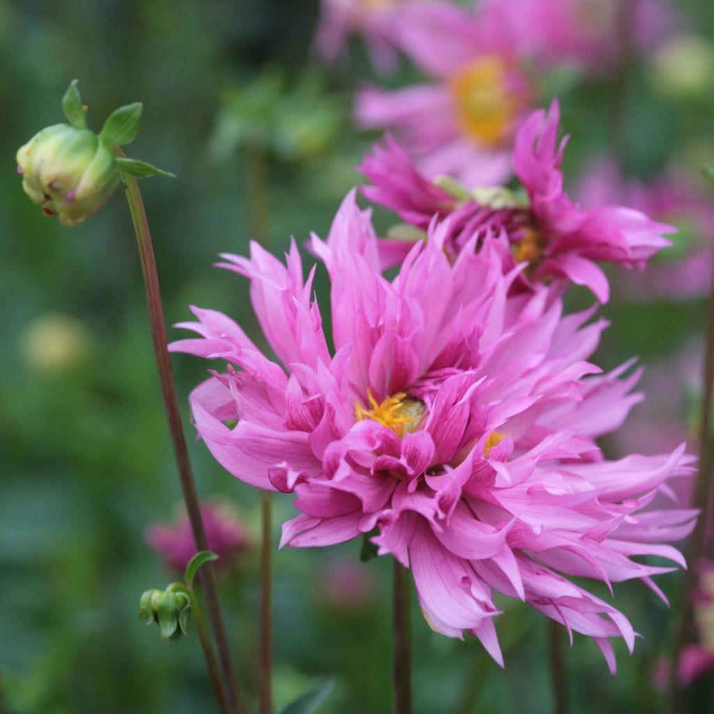 Dahlia Frizzle Sizzle - decoratieve dahlia