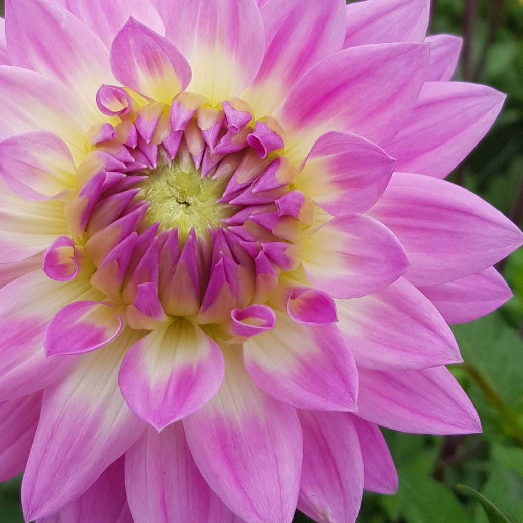 Dahlia Miss Delilah - decoratieve dahlia