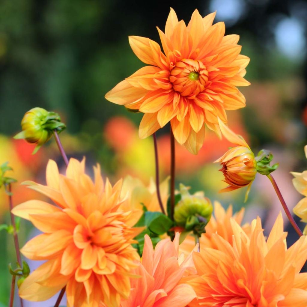 Dahlia Motto - decoratieve dahlia