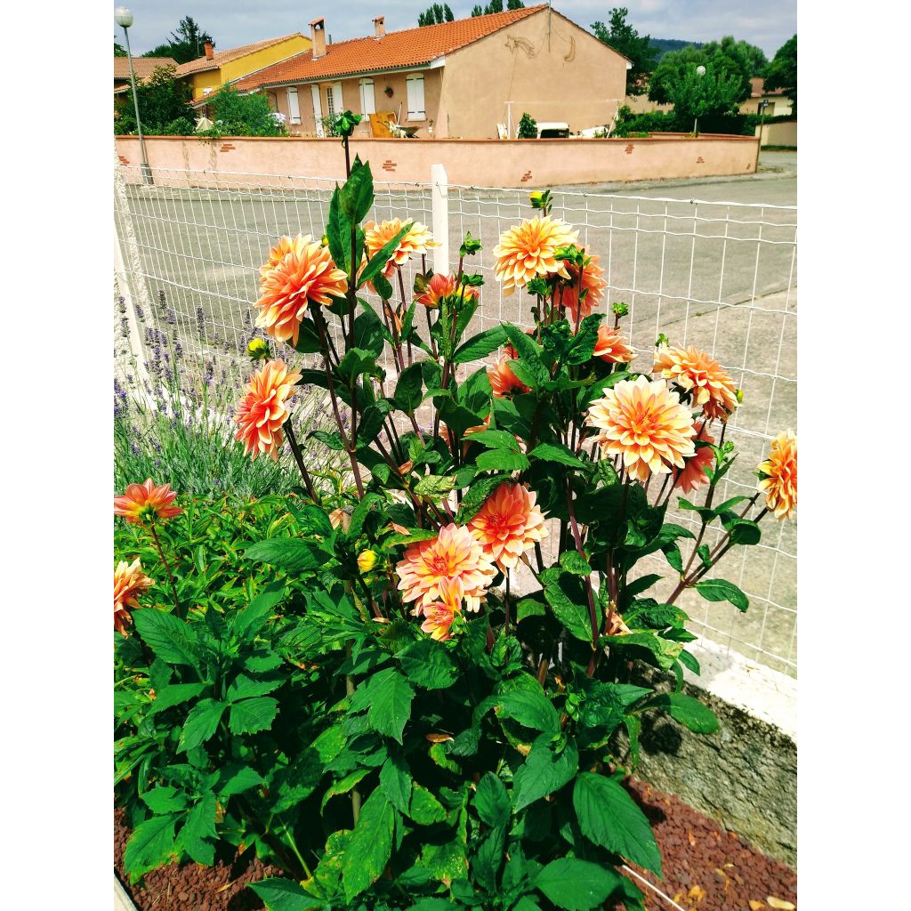 Dahlia Motto - decoratieve dahlia