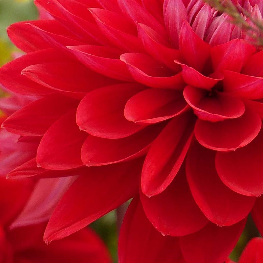 Dahlia Philadelphia - decoratieve dahlia