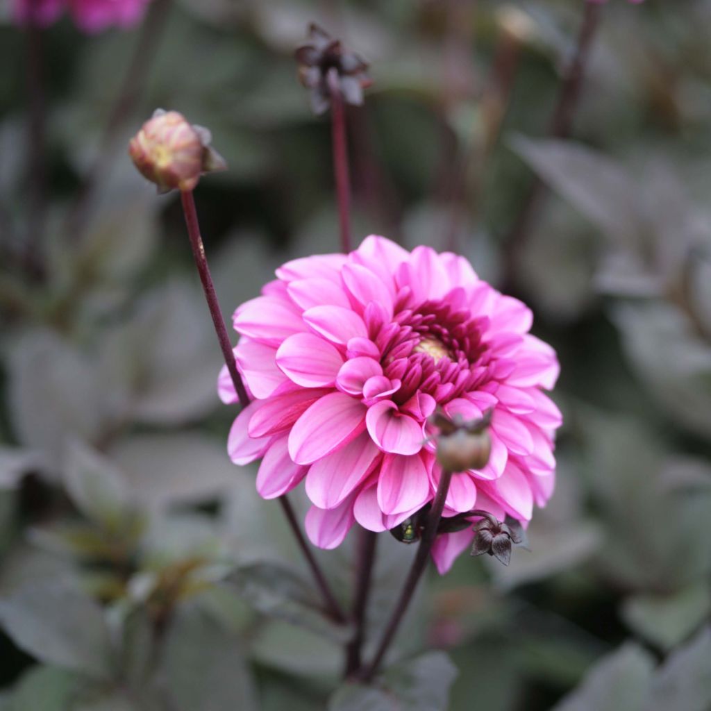 Dahlia Profundo - decoratieve dahlia