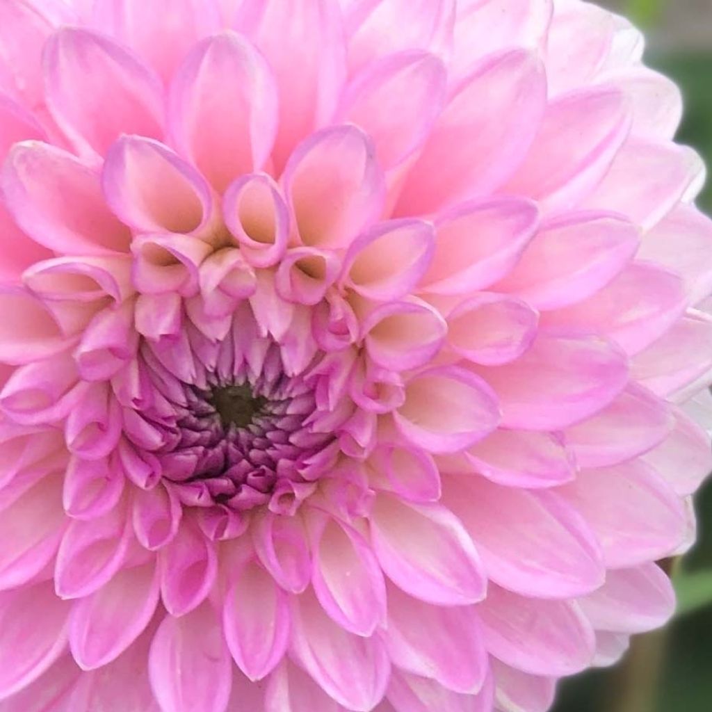 Dahlia Sefton Silvertop - decoratieve dahlia