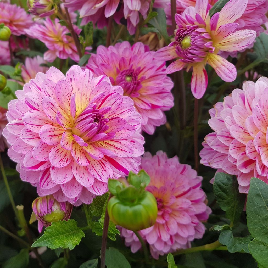 Dahlia Tropical - decoratieve dahlia