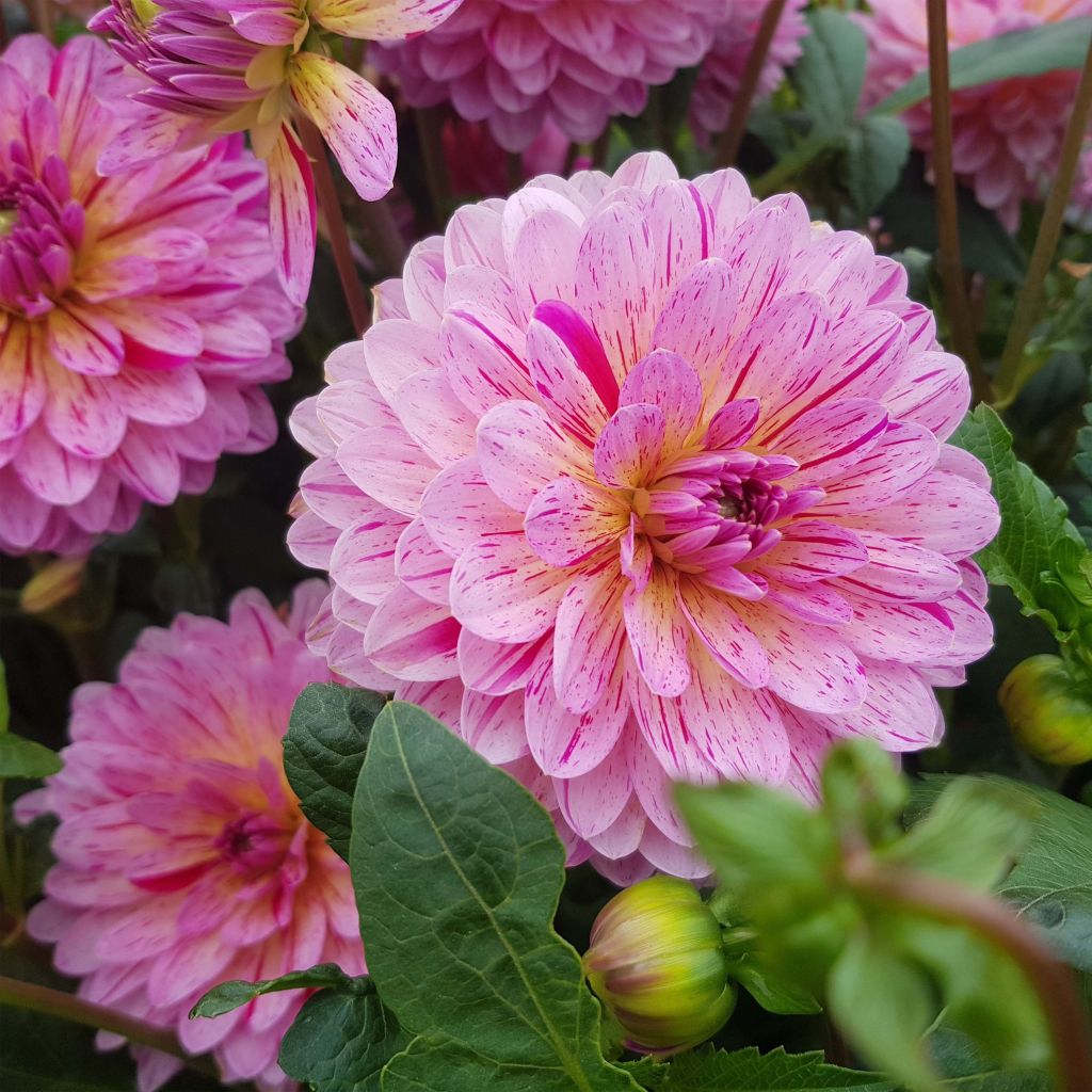 Dahlia Tropical - decoratieve dahlia