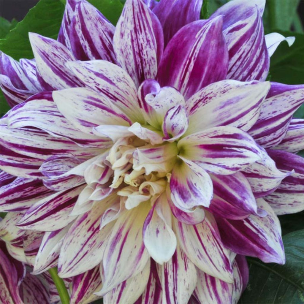 Dahlia Bristol Stripe - grootbloemige dahlia