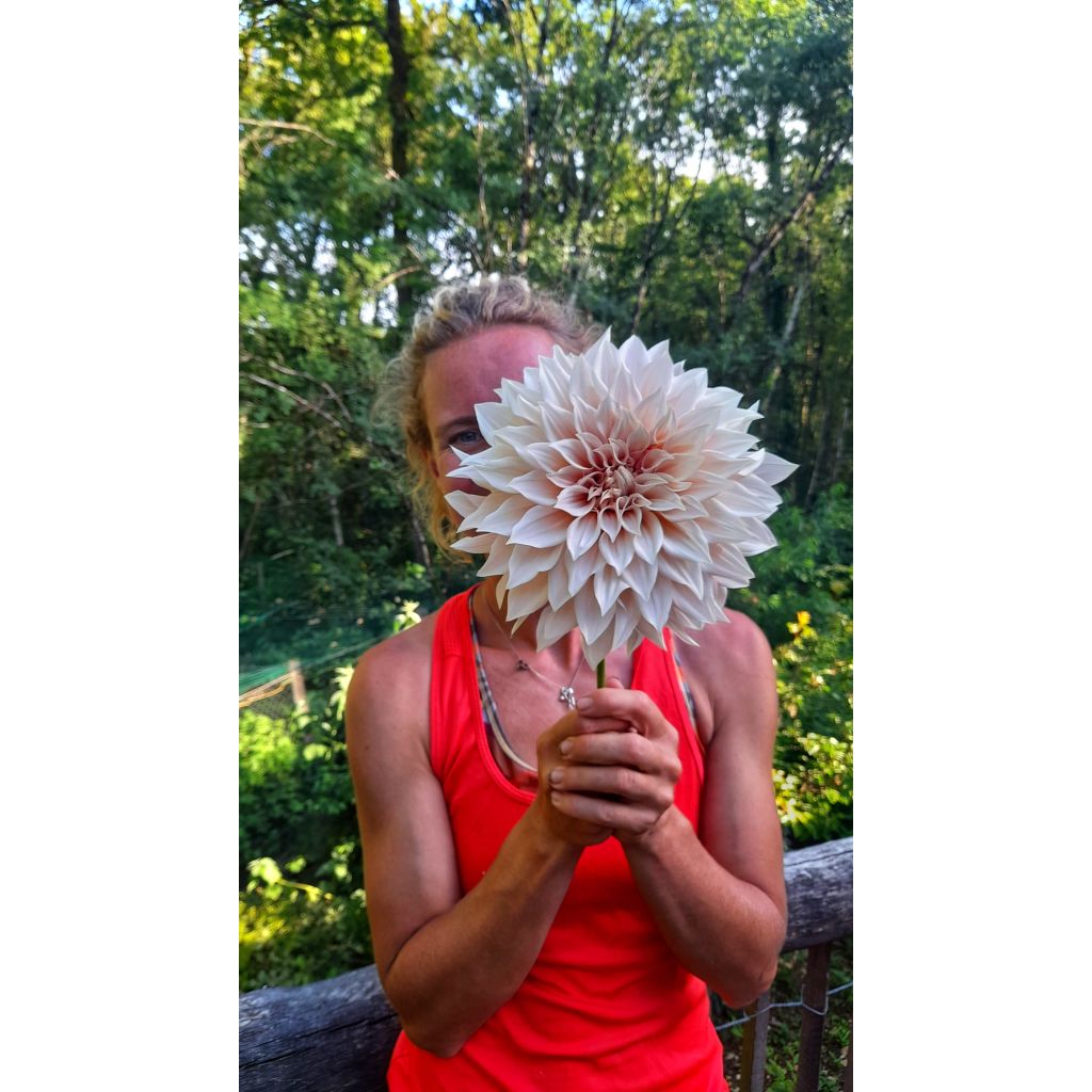 Dahlia Café Au Lait - Dinnerplate dahlia