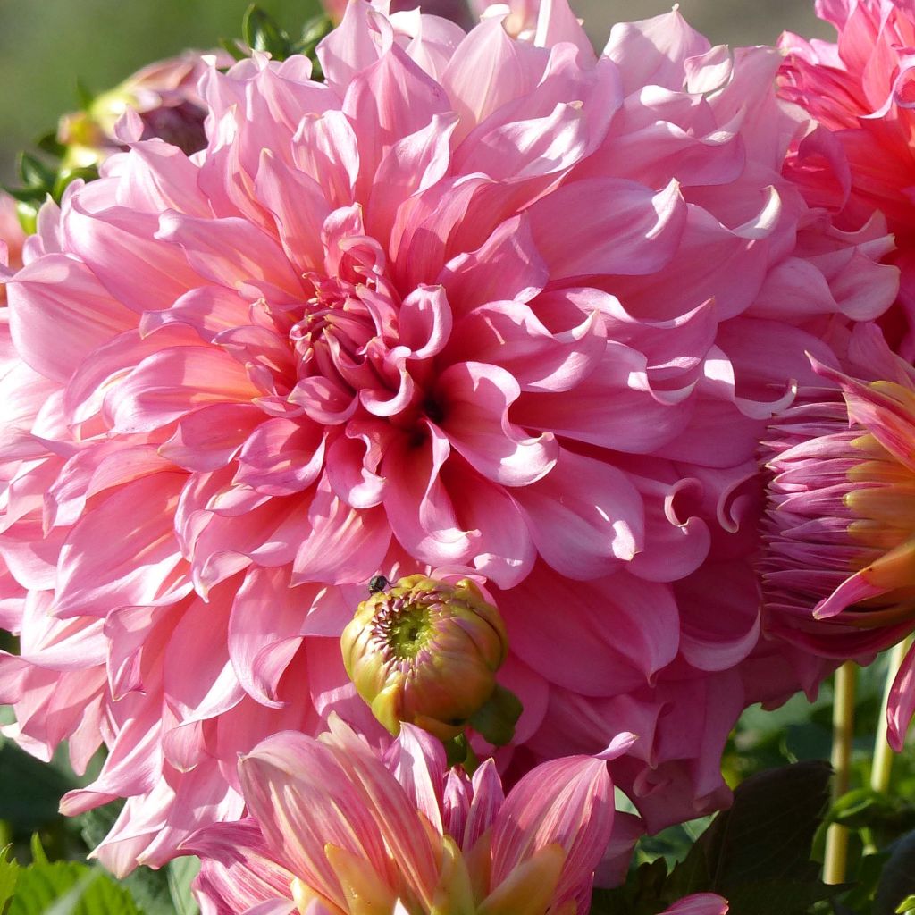 Dahlia Islander - grootbloemige dahlia