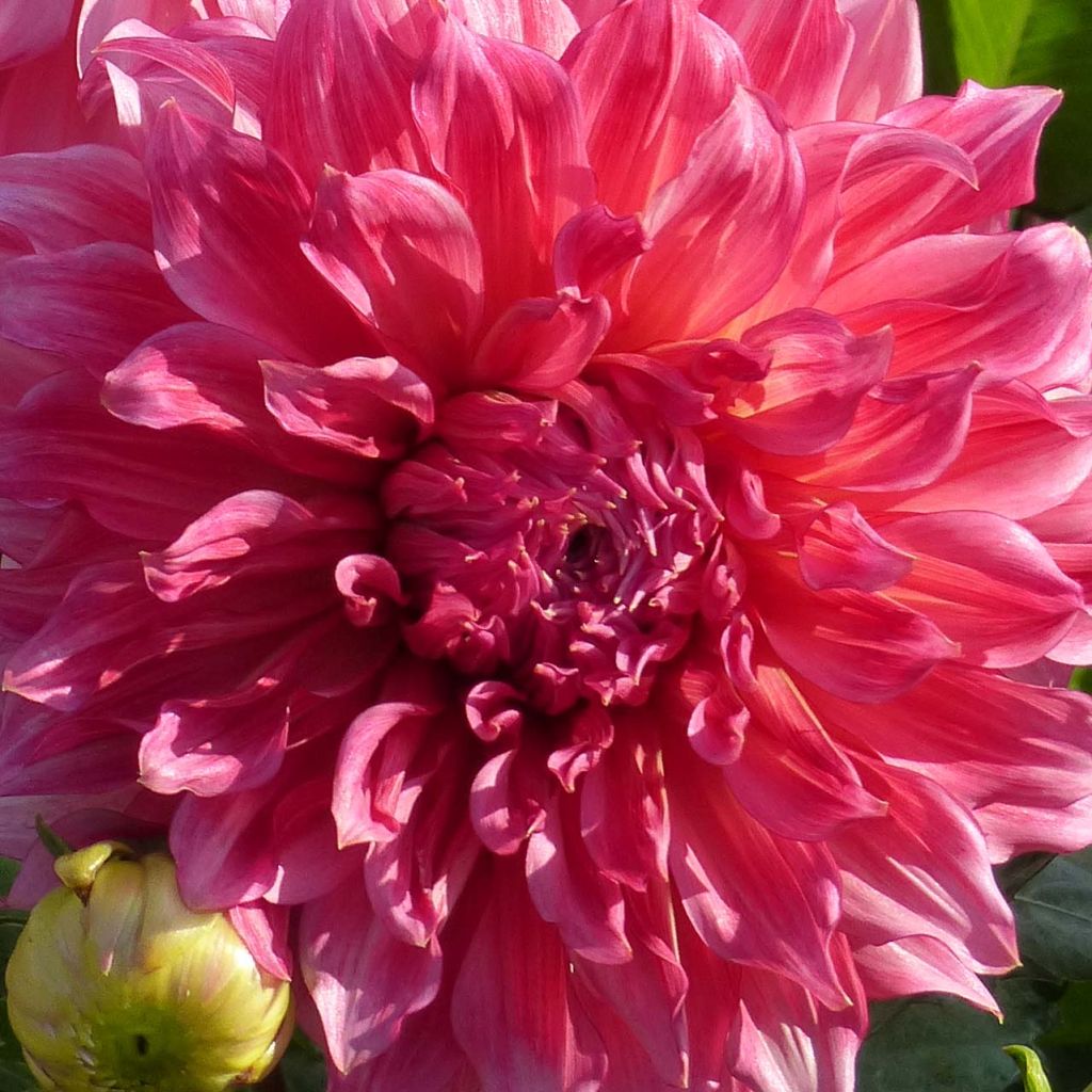 Dahlia Islander - grootbloemige dahlia