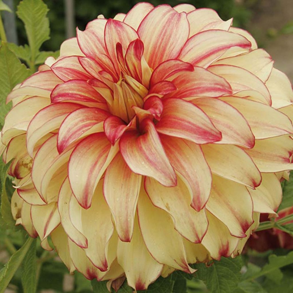 Dahlia Lady Darlene - grootbloemige dahlia