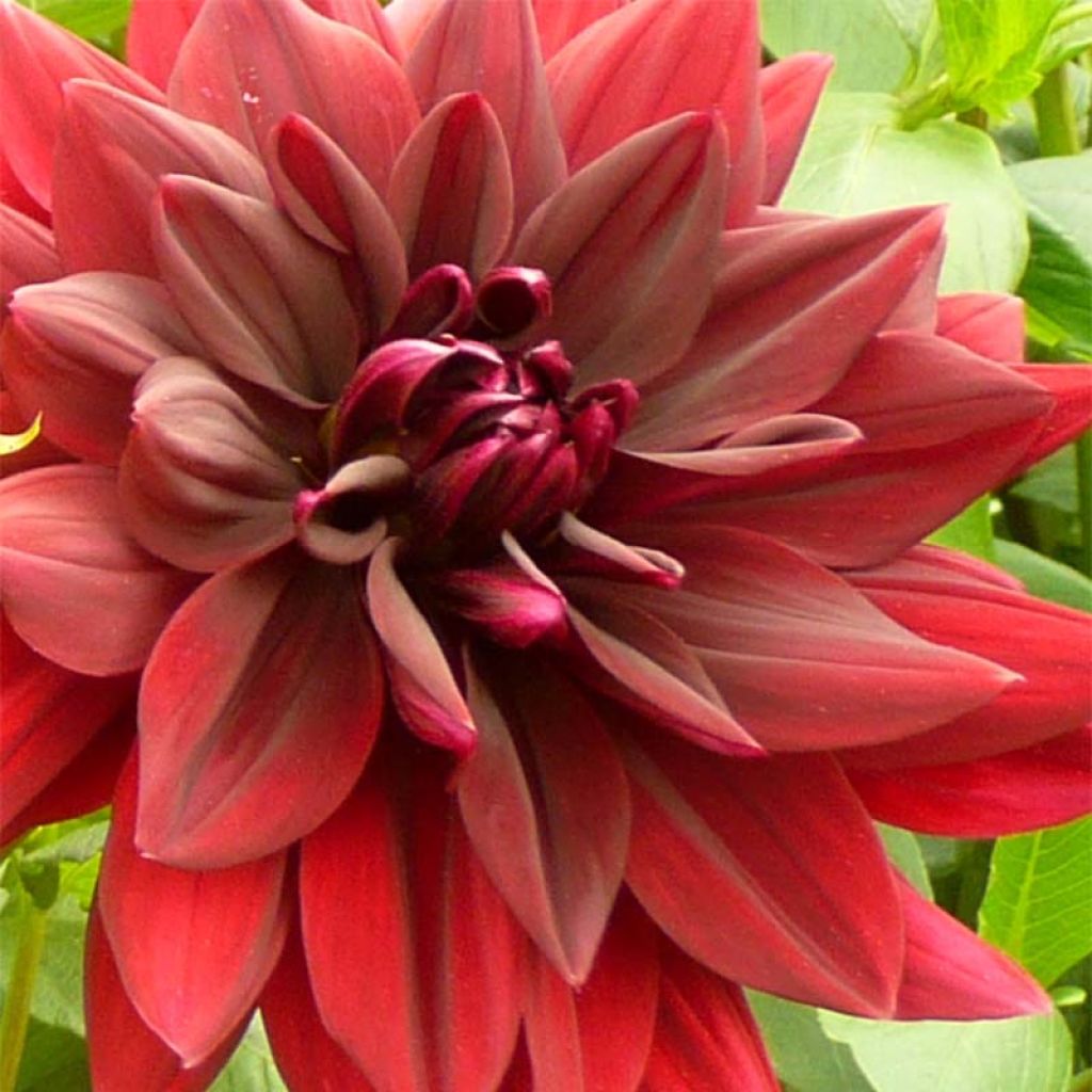 Dahlia Sam Hopkins - grootbloemige dahlia