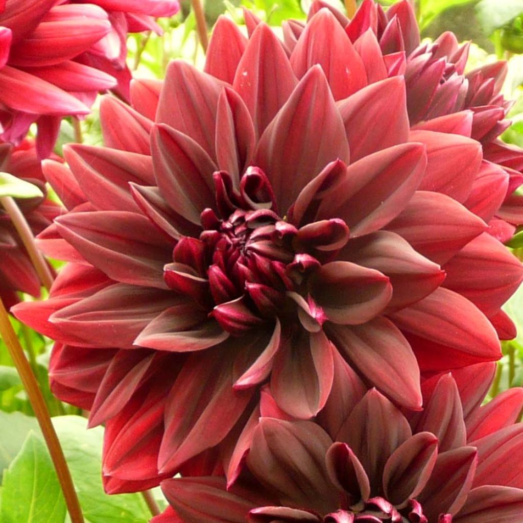 Dahlia Sam Hopkins - grootbloemige dahlia