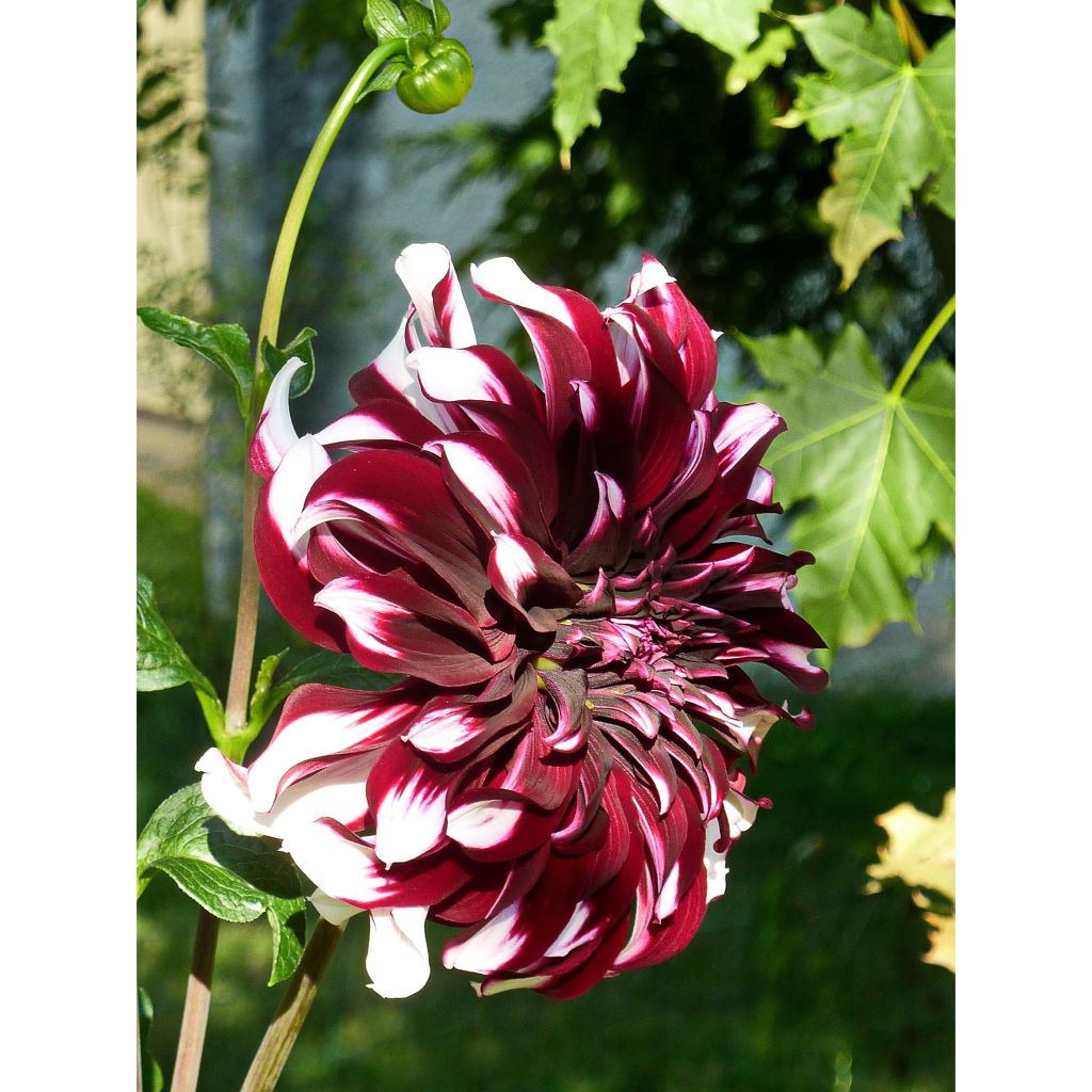 Dahlia Tartan - grootbloemige dahlia